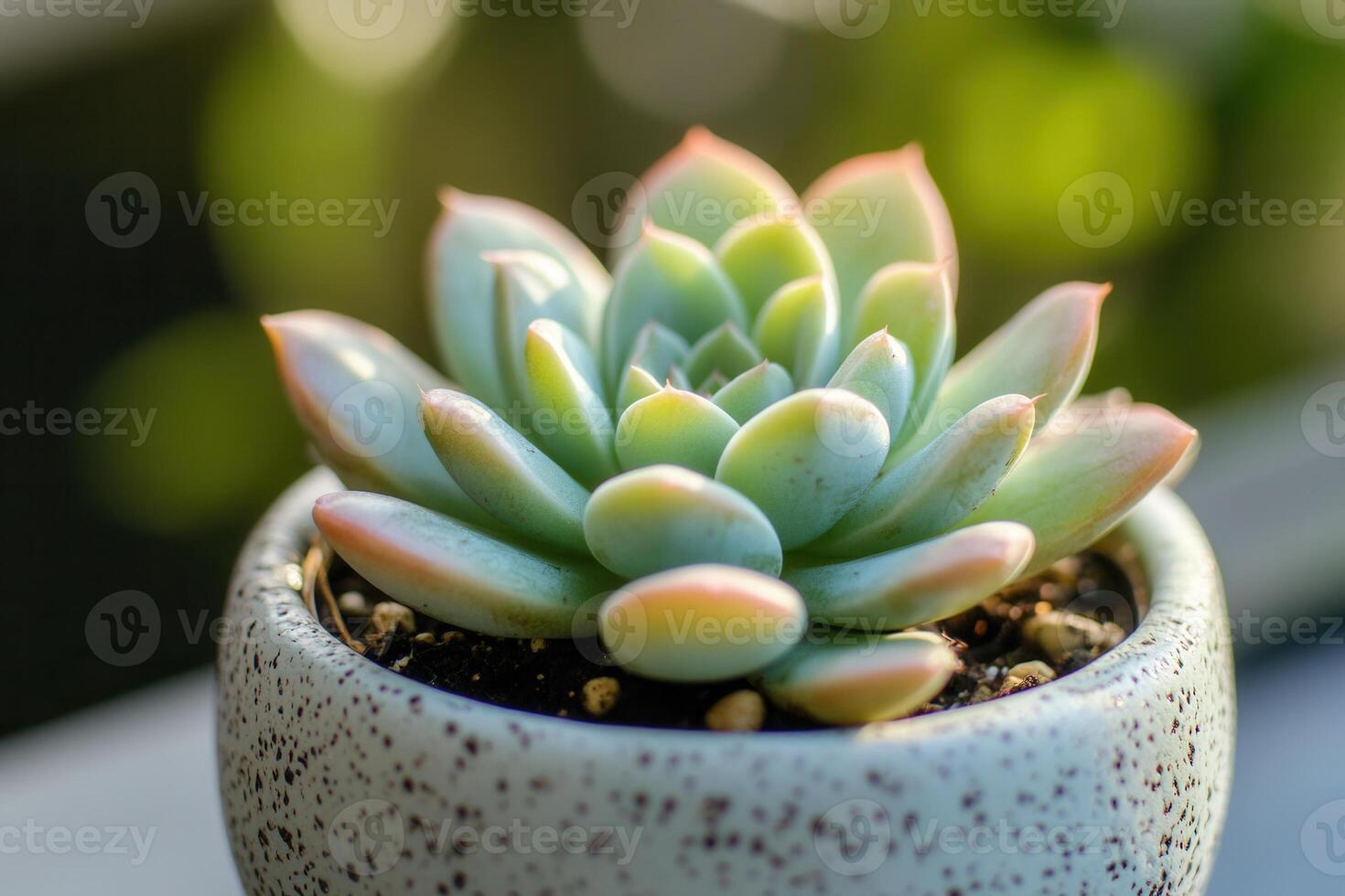 A close-up of a succulent plant in a decorative pot. photo