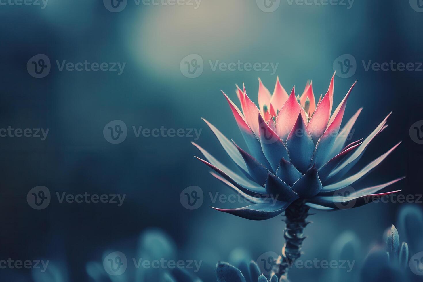 A vibrant succulent flower against a soft, blurred background. photo