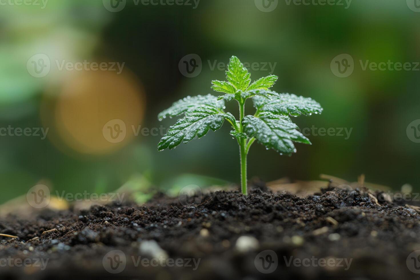 A young plant sprouting from rich soil, symbolizing growth. photo