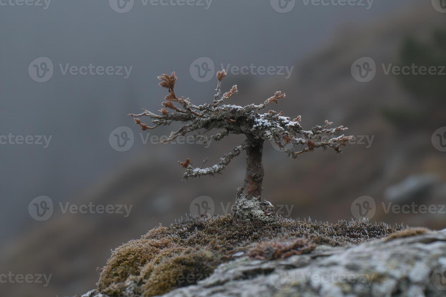A solitary tree on a rocky surface in a misty landscape. photo