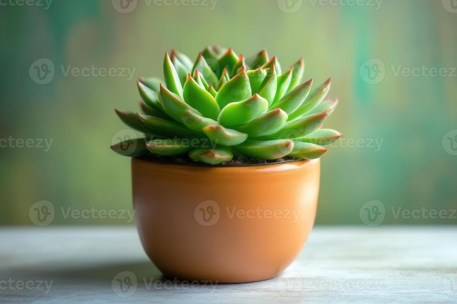 A vibrant succulent plant in a terracotta pot. photo