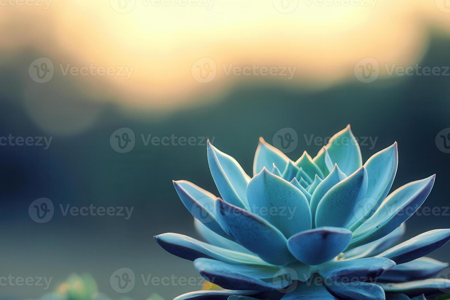 A close-up of a succulent plant against a blurred background. photo