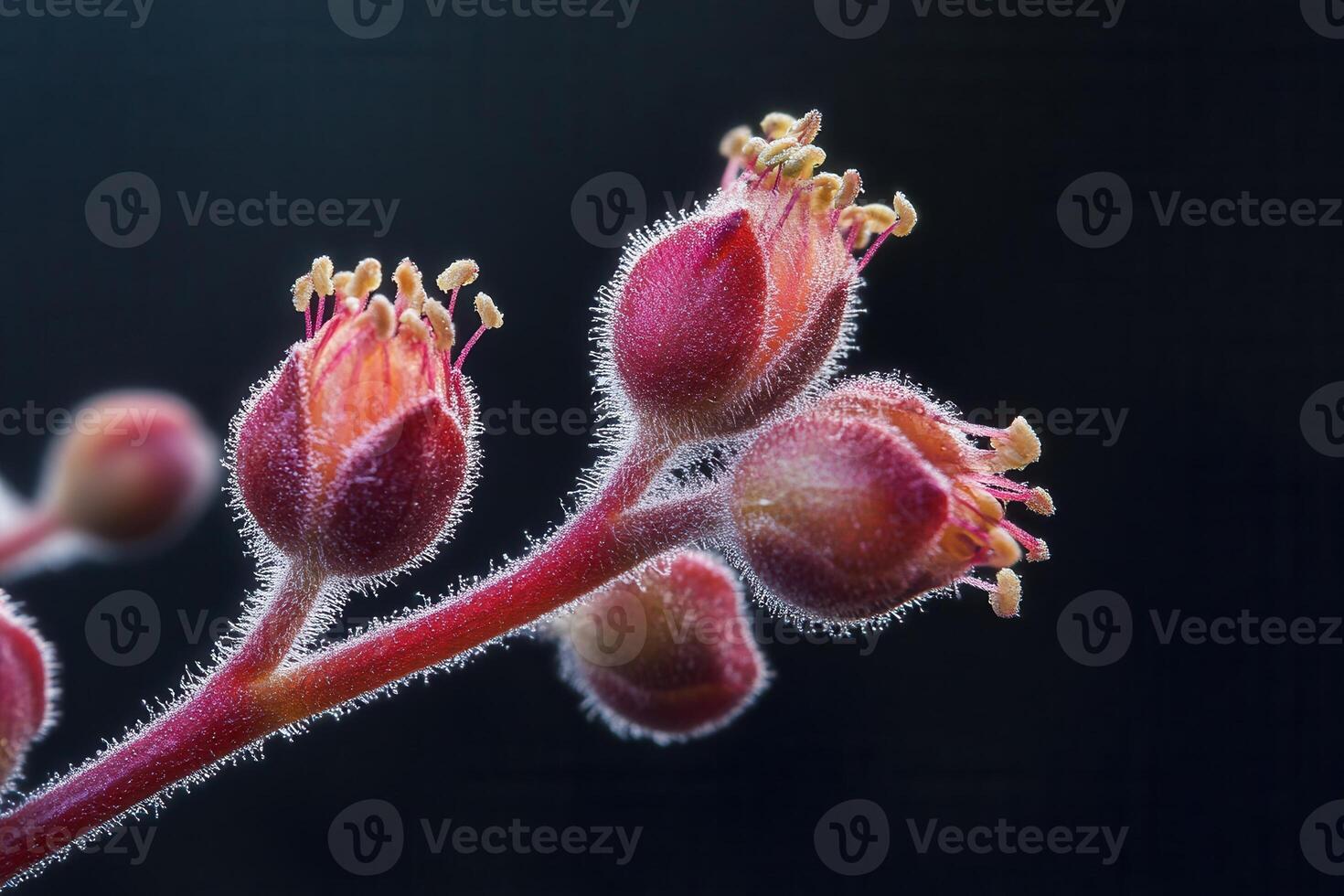 Close-up of budding flowers with fine hairs. photo