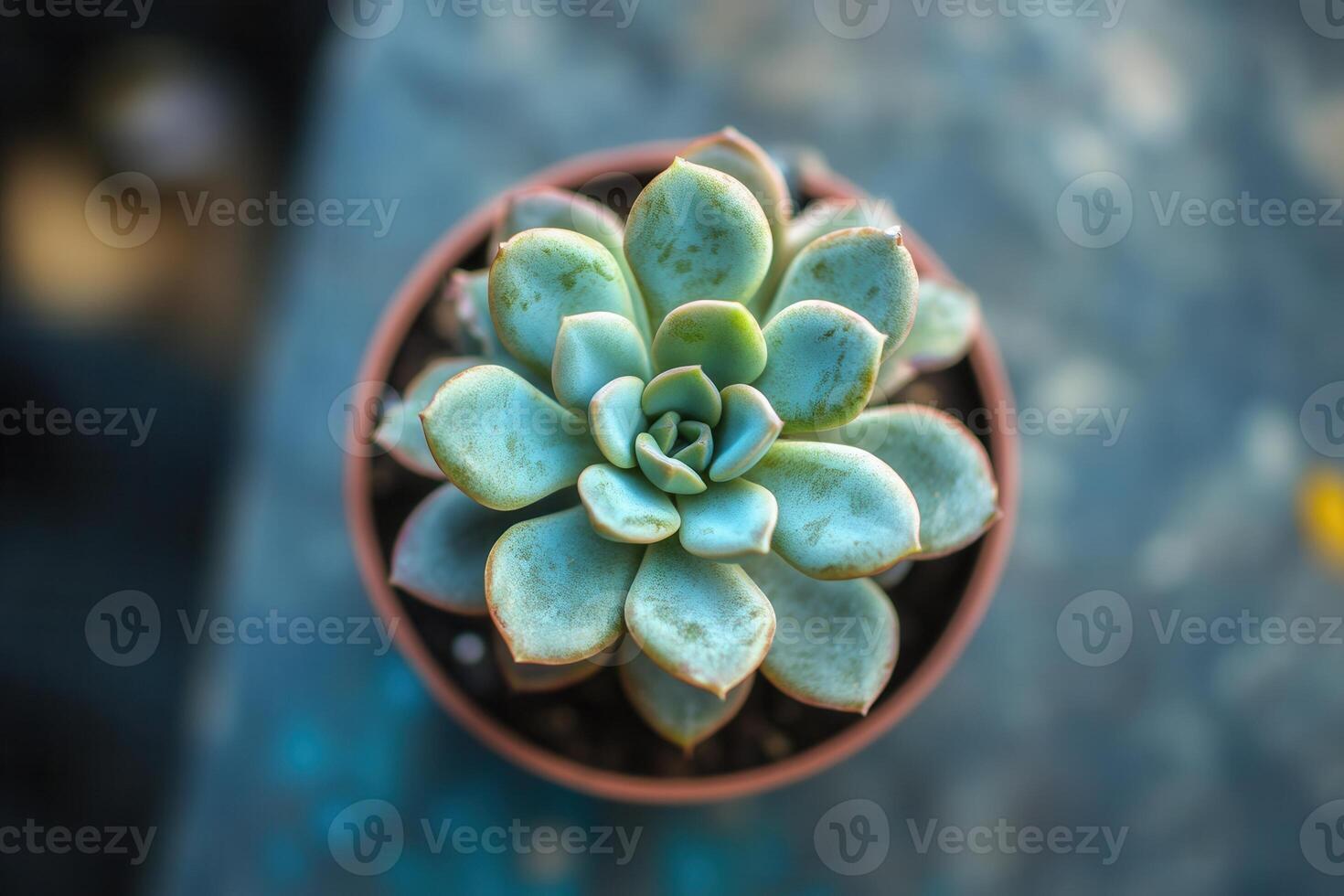 A succulent plant in a terracotta pot. photo