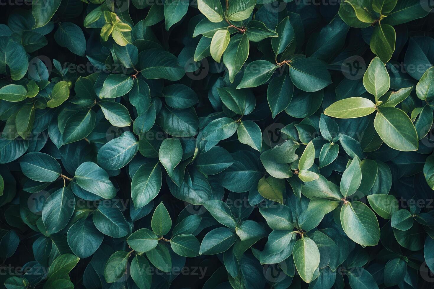 Lush green leaves creating a vibrant natural pattern. photo