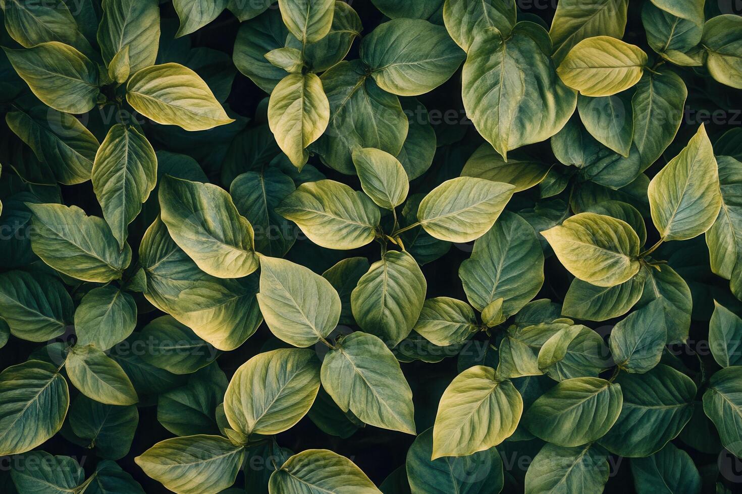 Lush green leaves creating a vibrant natural pattern. photo