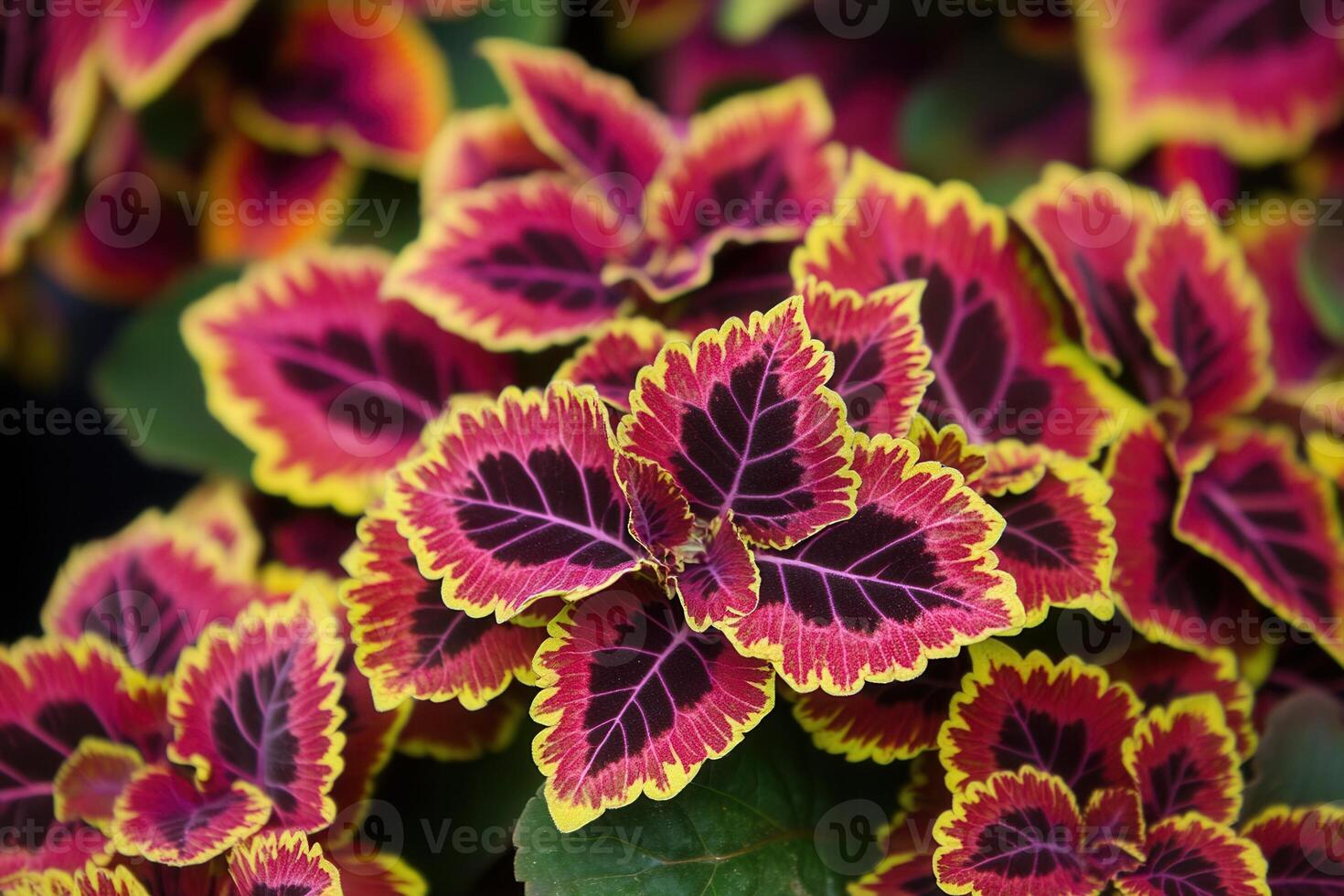 Vibrant leaves with striking colors and patterns. photo