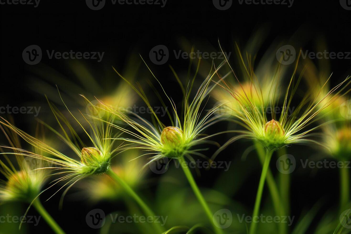 Delicate green flower buds with fine, wispy filaments. photo