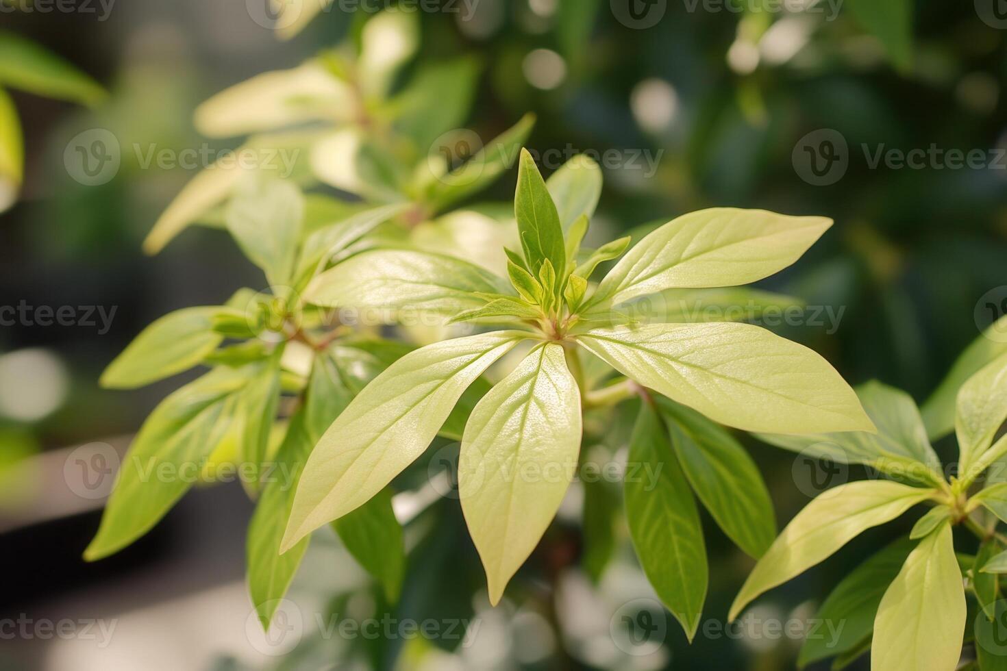 Close-up of vibrant green leaves on a plant. photo