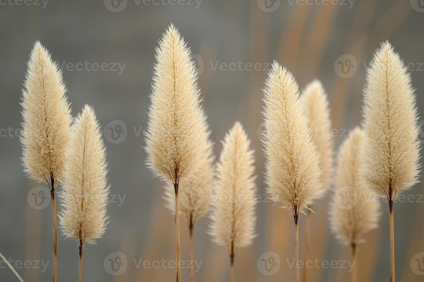 Soft, golden grasses swaying in a gentle breeze. photo