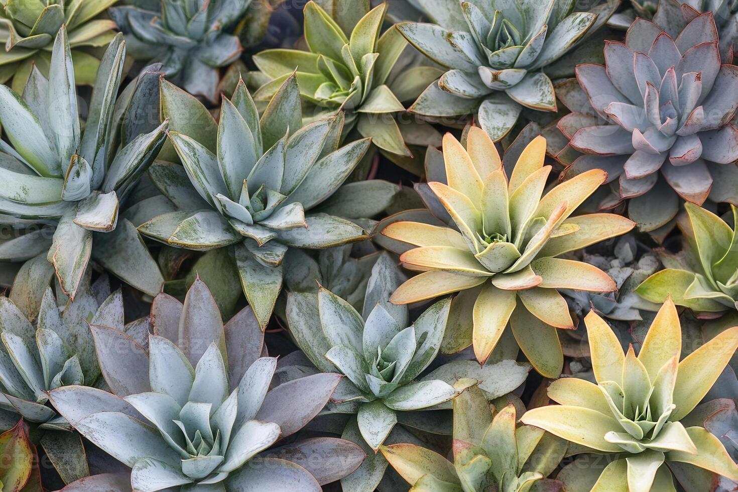 A variety of colorful succulents in a garden setting. photo