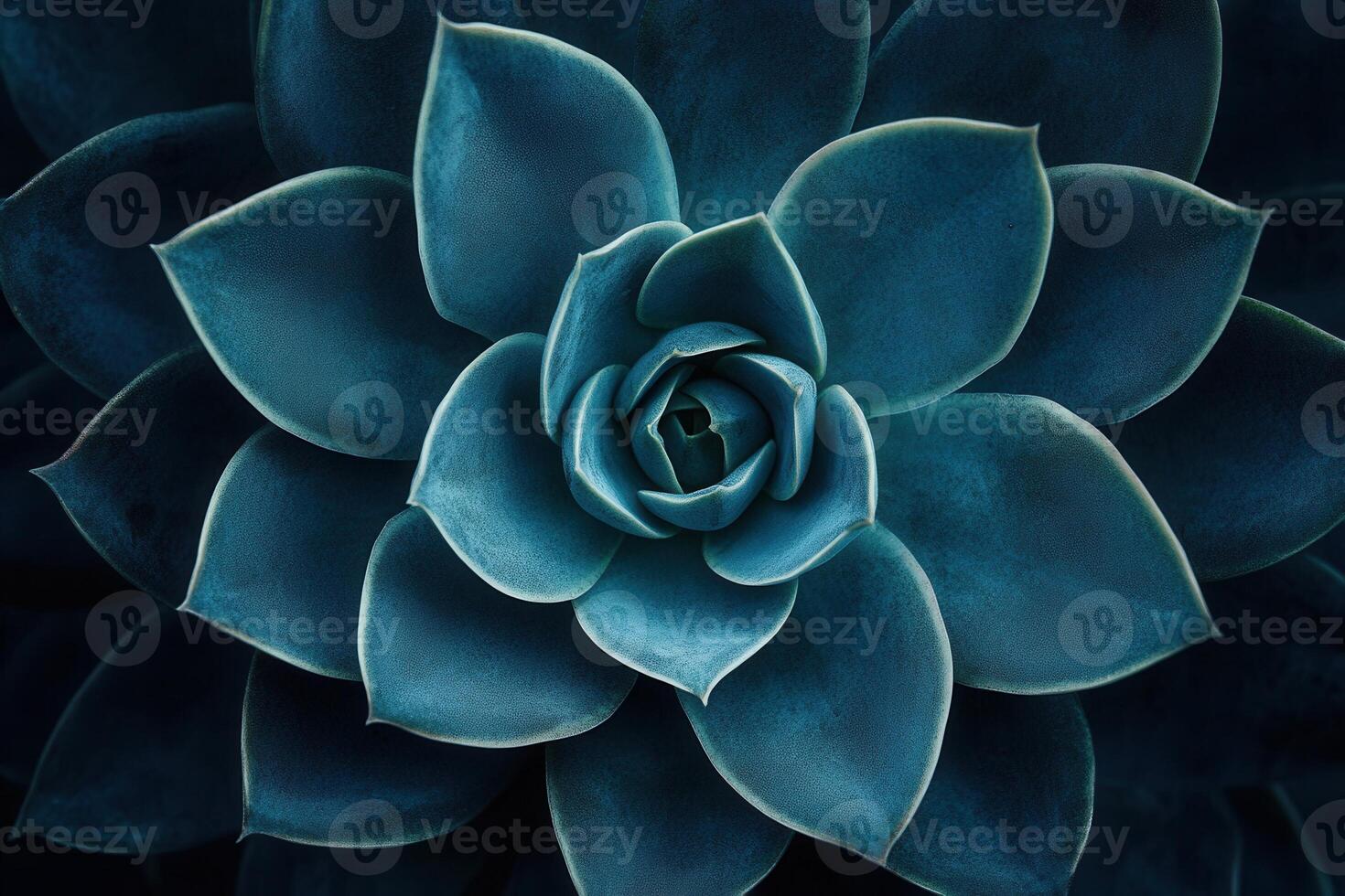 Close-up of a blue succulent plant with layered leaves. photo