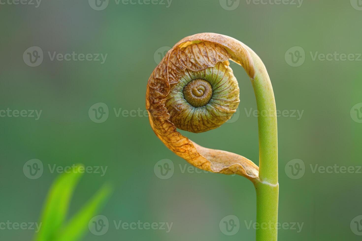 Close-up of a fern frond unfurling. photo
