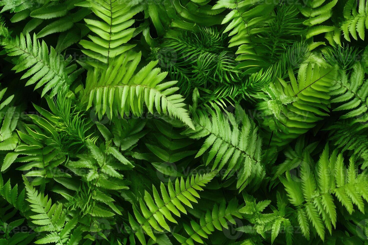 Lush green ferns creating a vibrant natural backdrop. photo