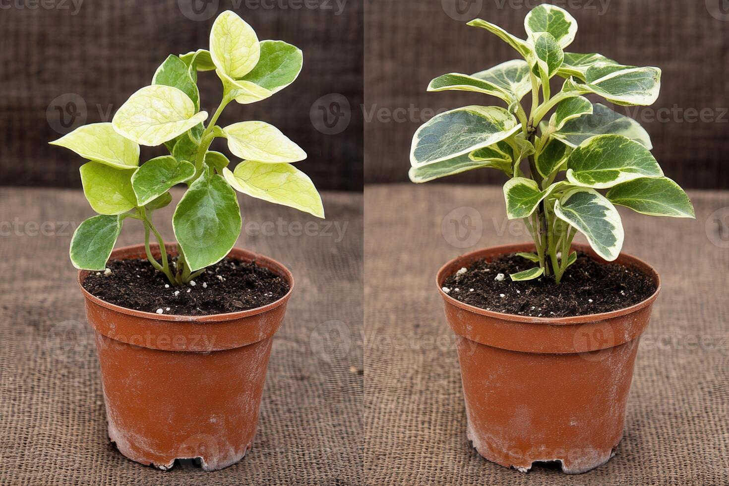 Two potted plants showcasing different leaf patterns. photo