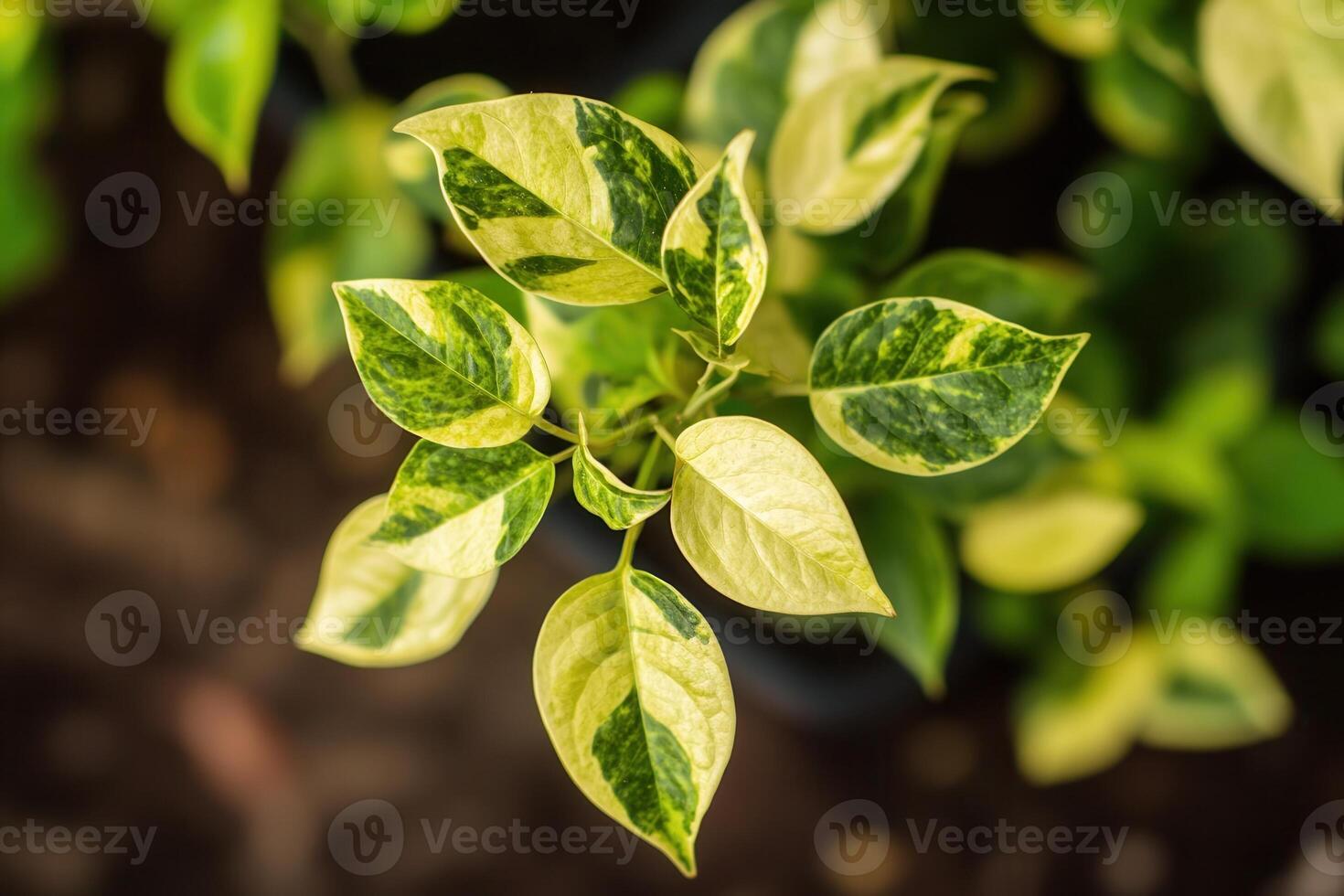 Variegated plant leaves with green and yellow patterns. photo
