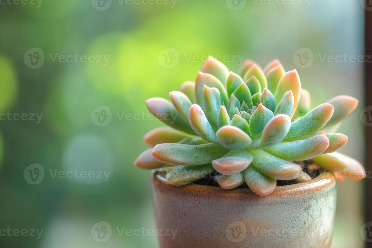 A vibrant succulent plant in a decorative pot. photo