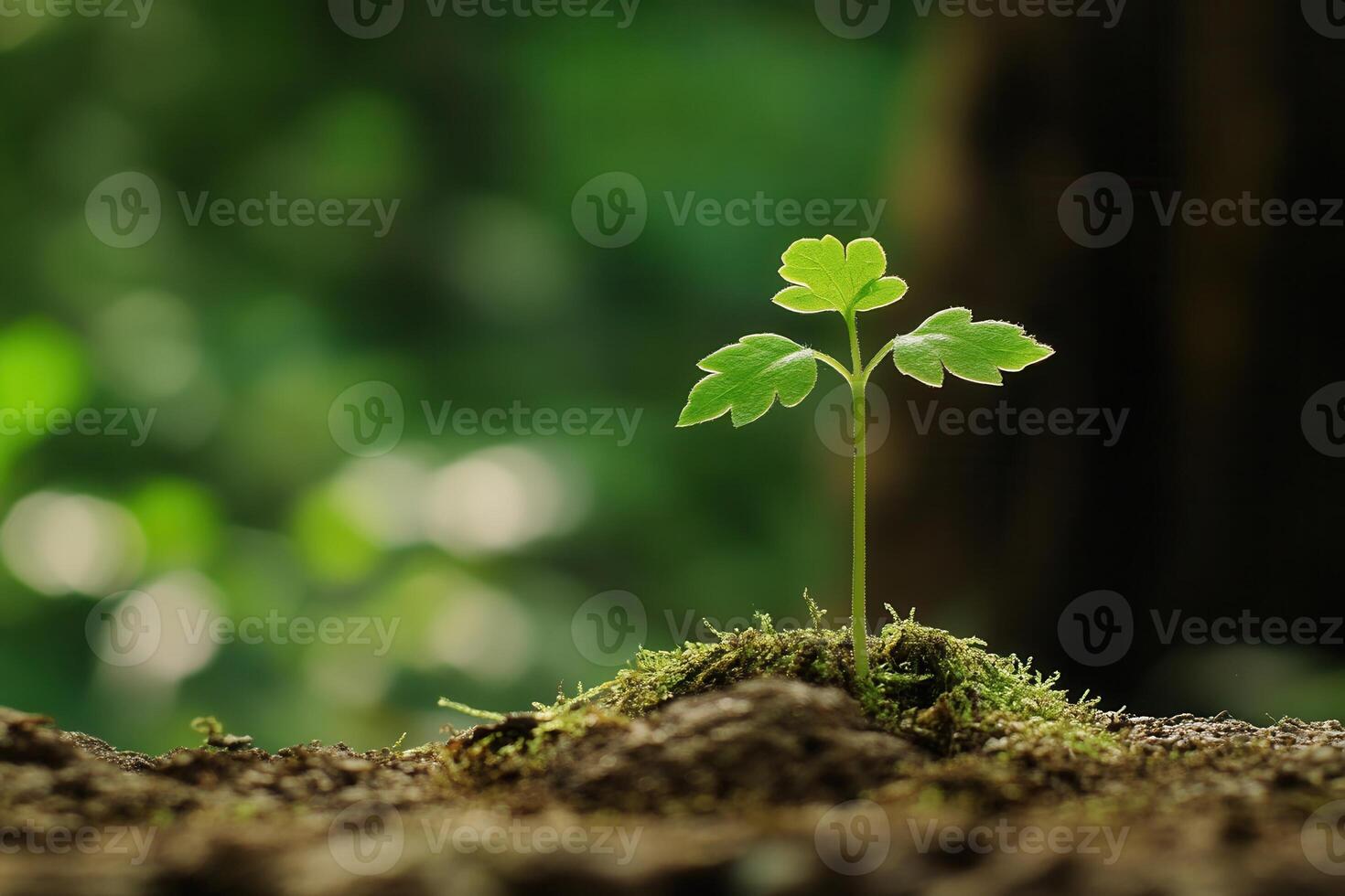 A young plant sprouting from the ground in a lush environment. photo