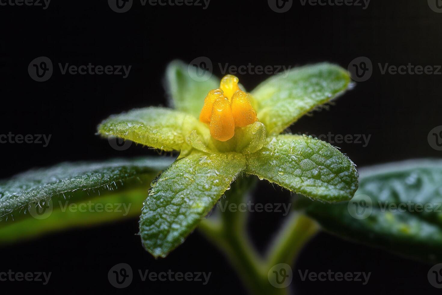Close-up of a yellow flowering plant with green leaves. photo