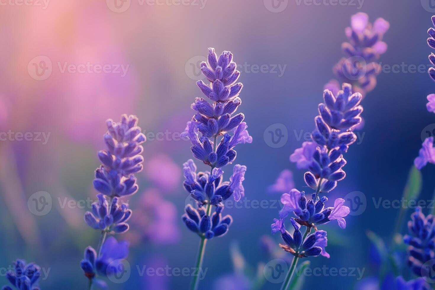 Close-up of lavender flowers in soft, dreamy light. photo
