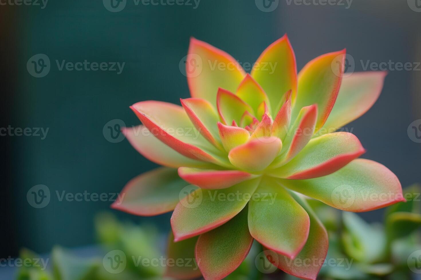 Vibrant succulent plant with colorful leaves. photo