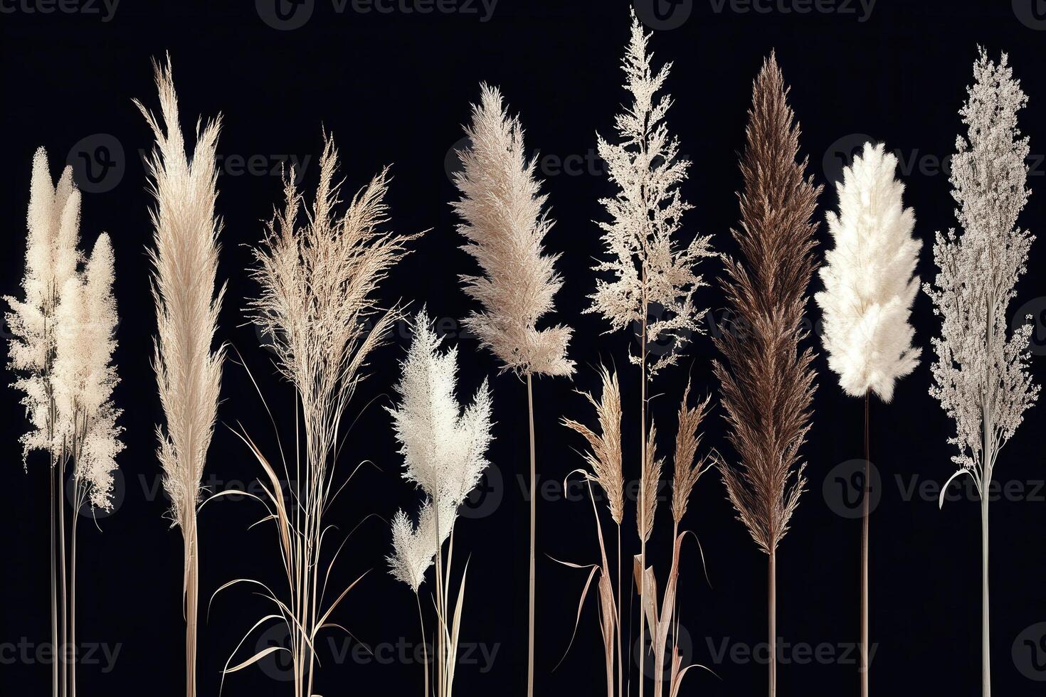 A collection of decorative dried grasses on a dark background. photo