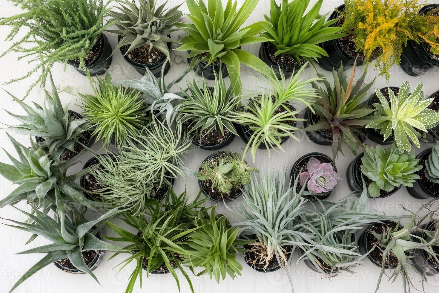 A variety of potted plants arranged on a flat surface. photo