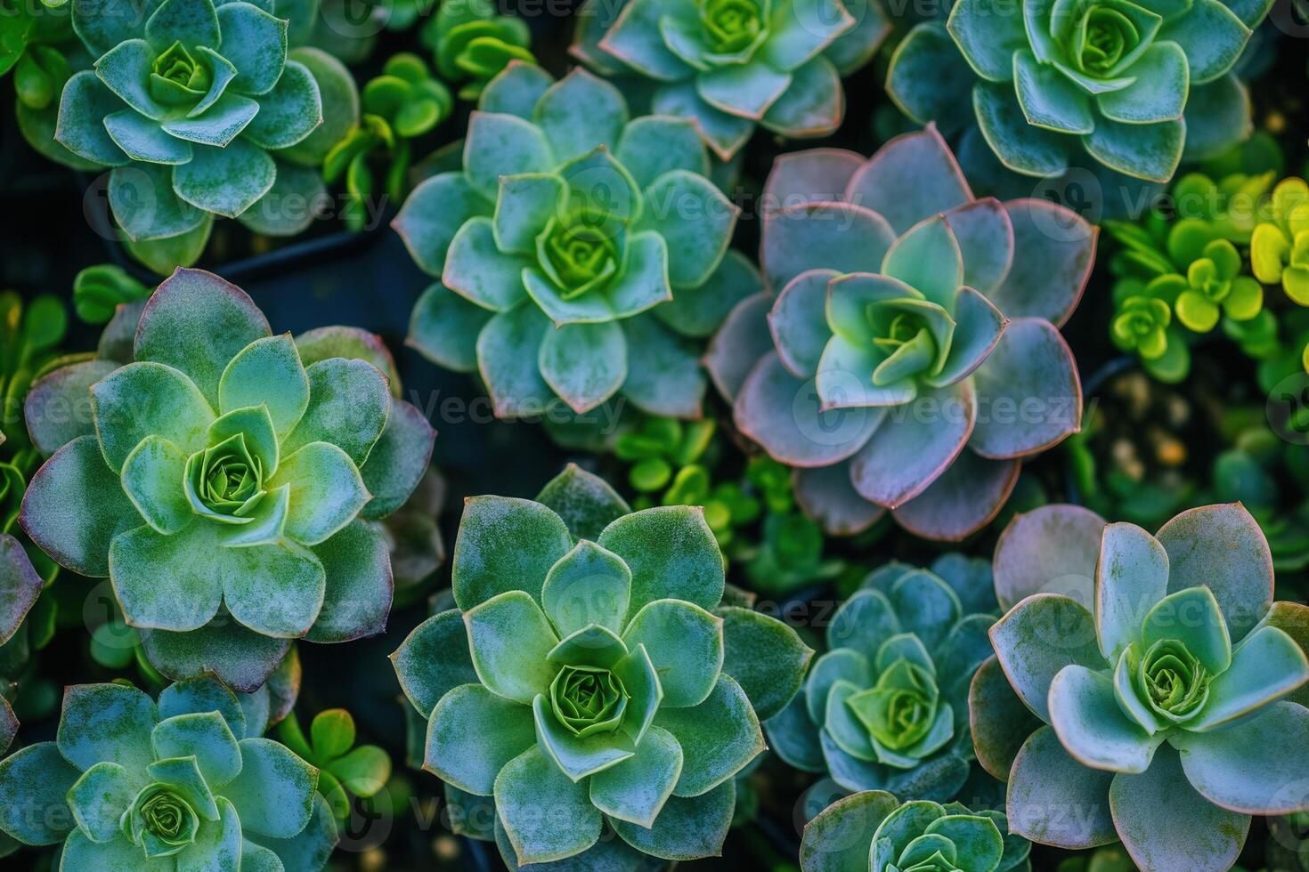 A vibrant arrangement of succulent plants in various shapes. photo