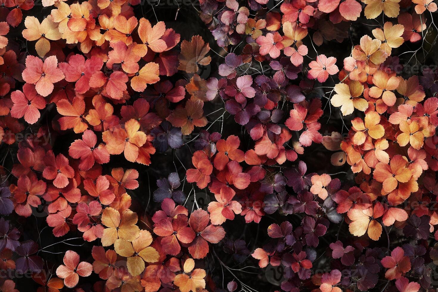 A vibrant arrangement of colorful flowers. photo