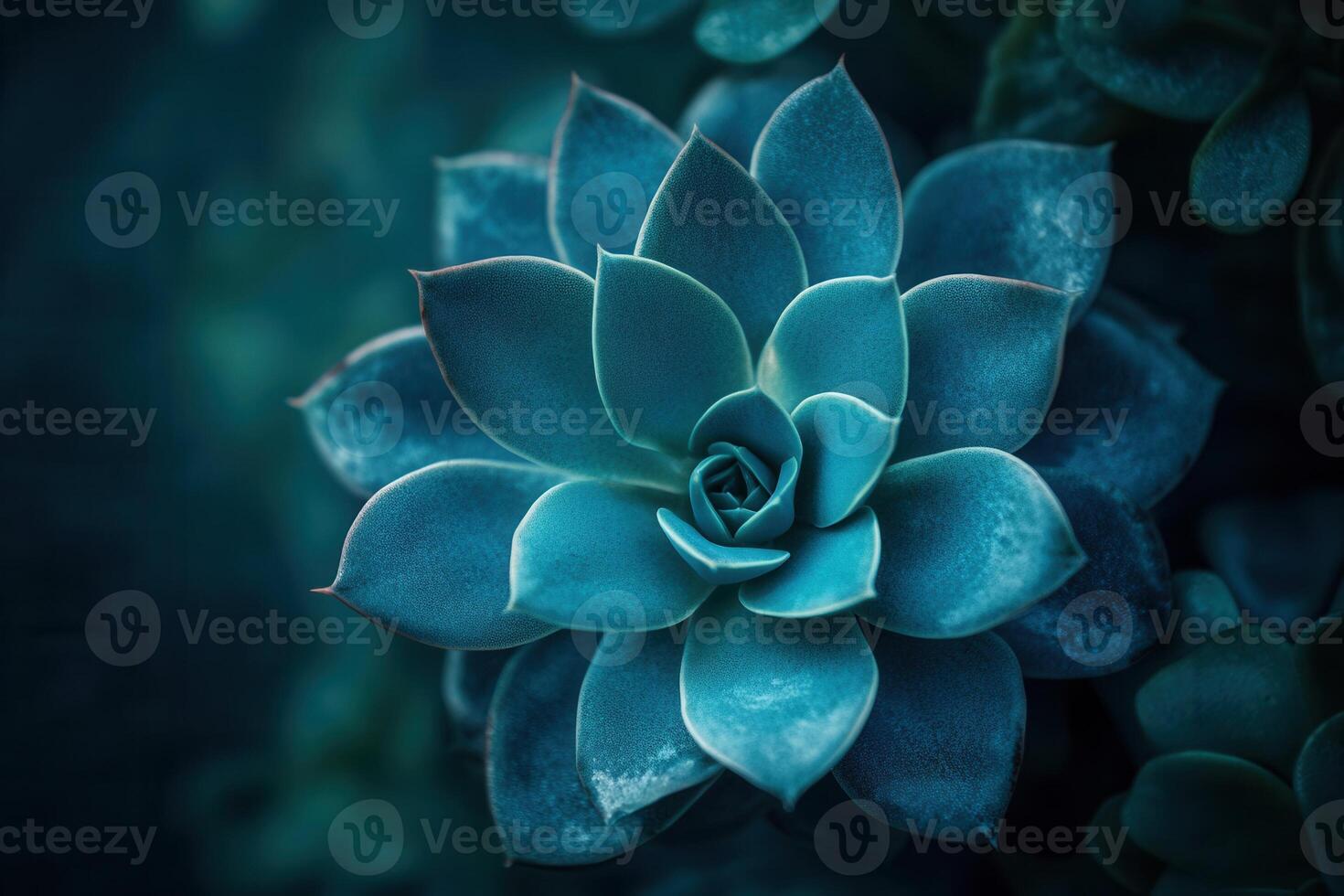 A close-up of a succulent plant with a calming blue hue. photo