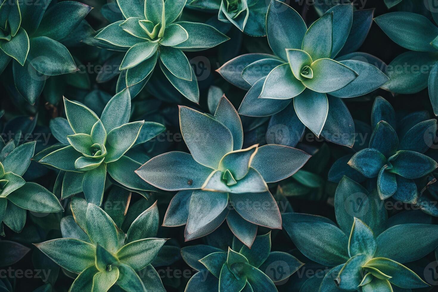 A close-up view of various succulent plants. photo