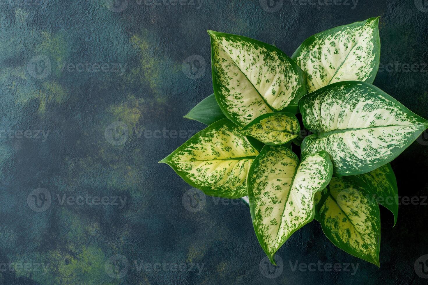 A lush green plant with variegated leaves on a textured background. photo