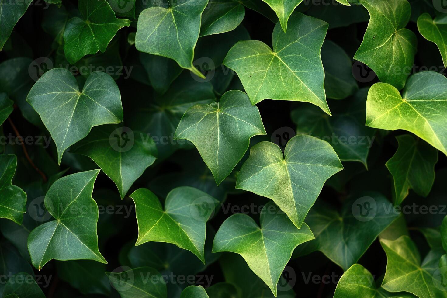A dense arrangement of green ivy leaves. photo