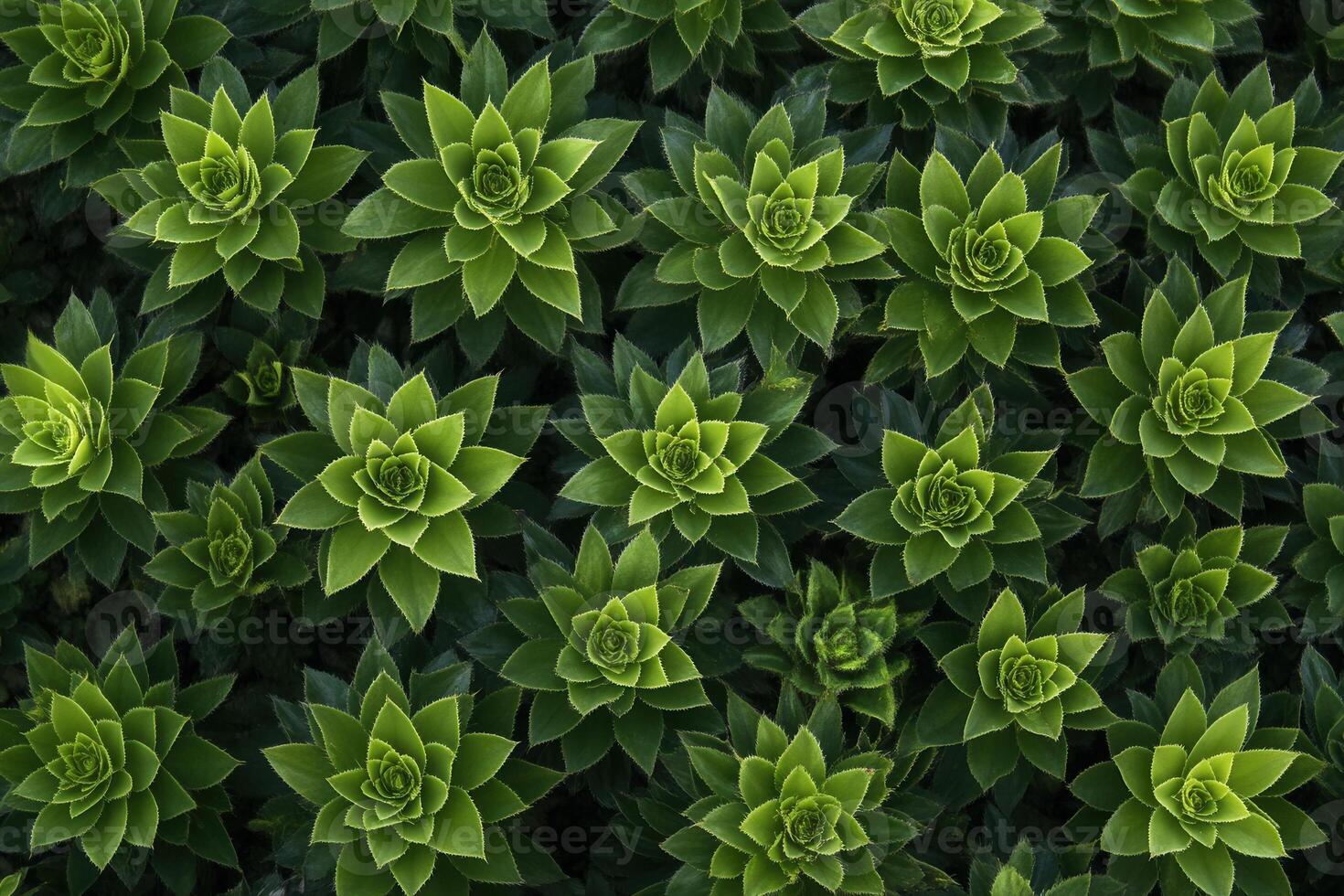 A vibrant arrangement of succulent plants in green hues. photo