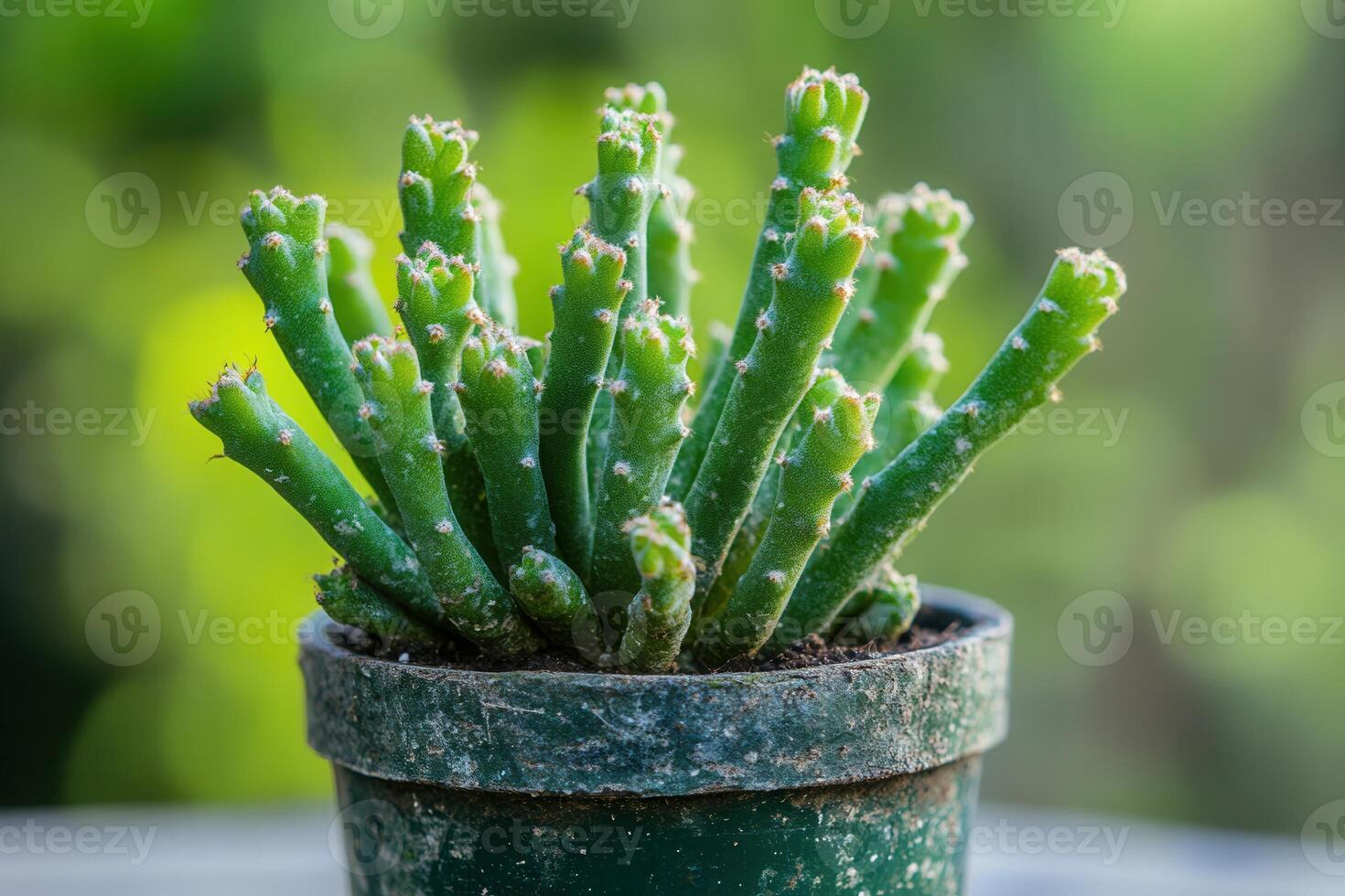 A green cactus in a pot, showcasing unique growth patterns. photo
