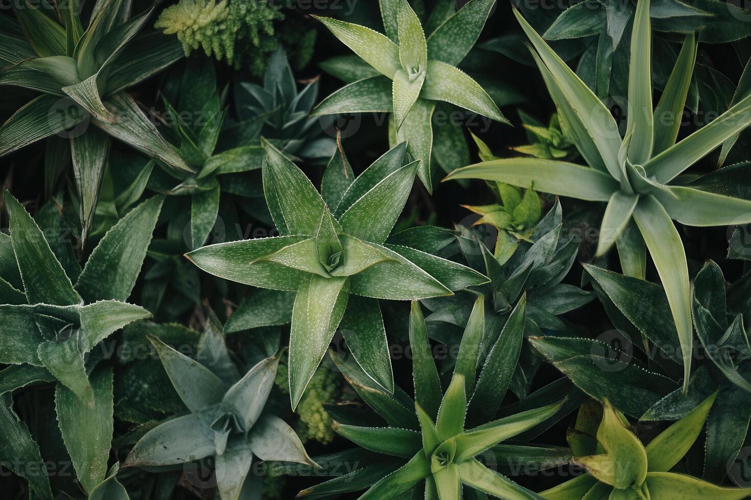 A lush arrangement of various green plants. photo