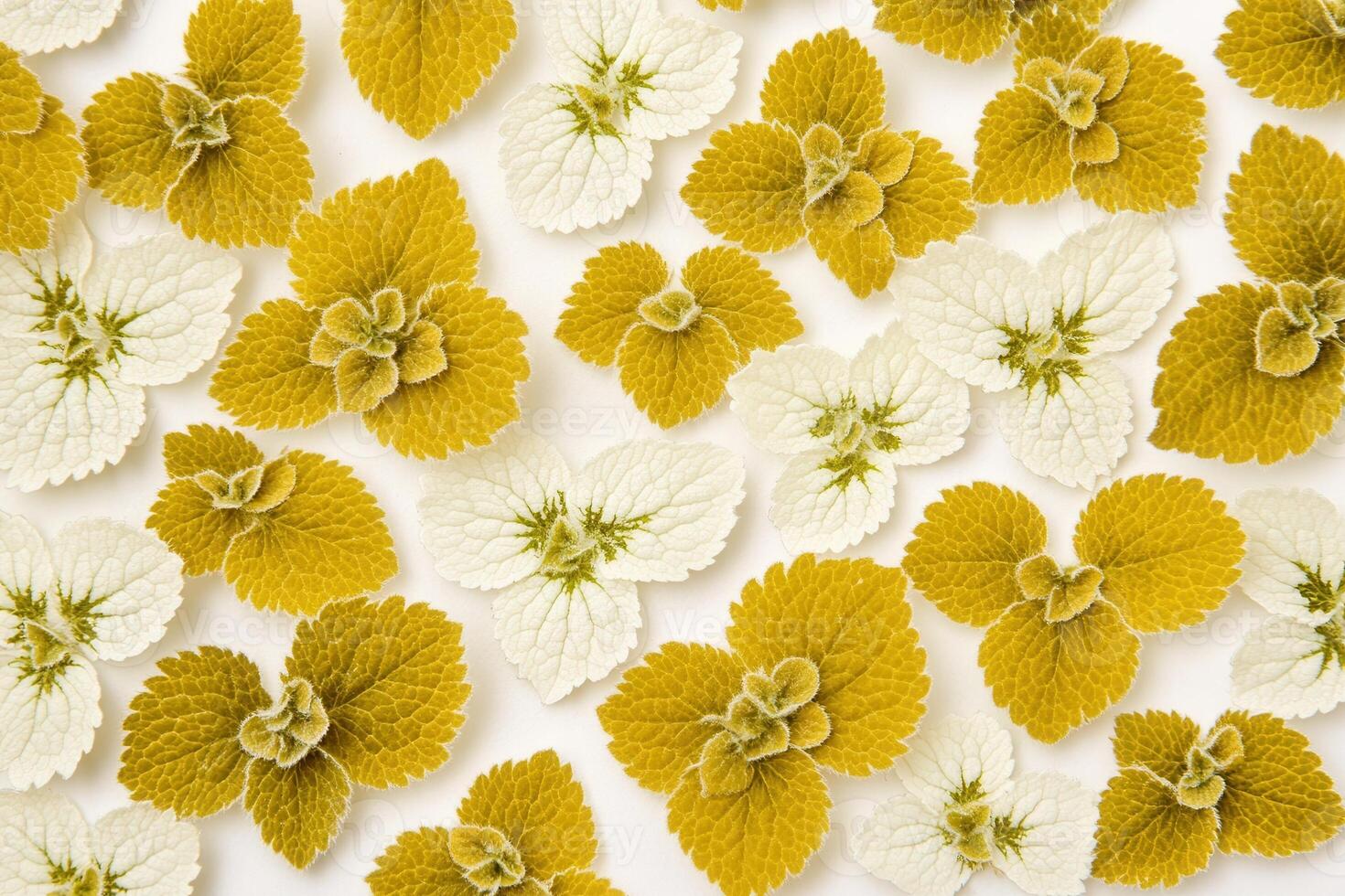 A pattern of green and yellow leaves on a white background. photo