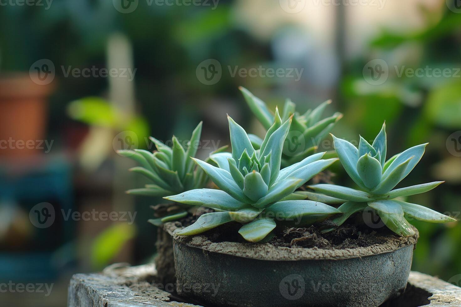 A small pot of succulent plants in a lush setting. photo