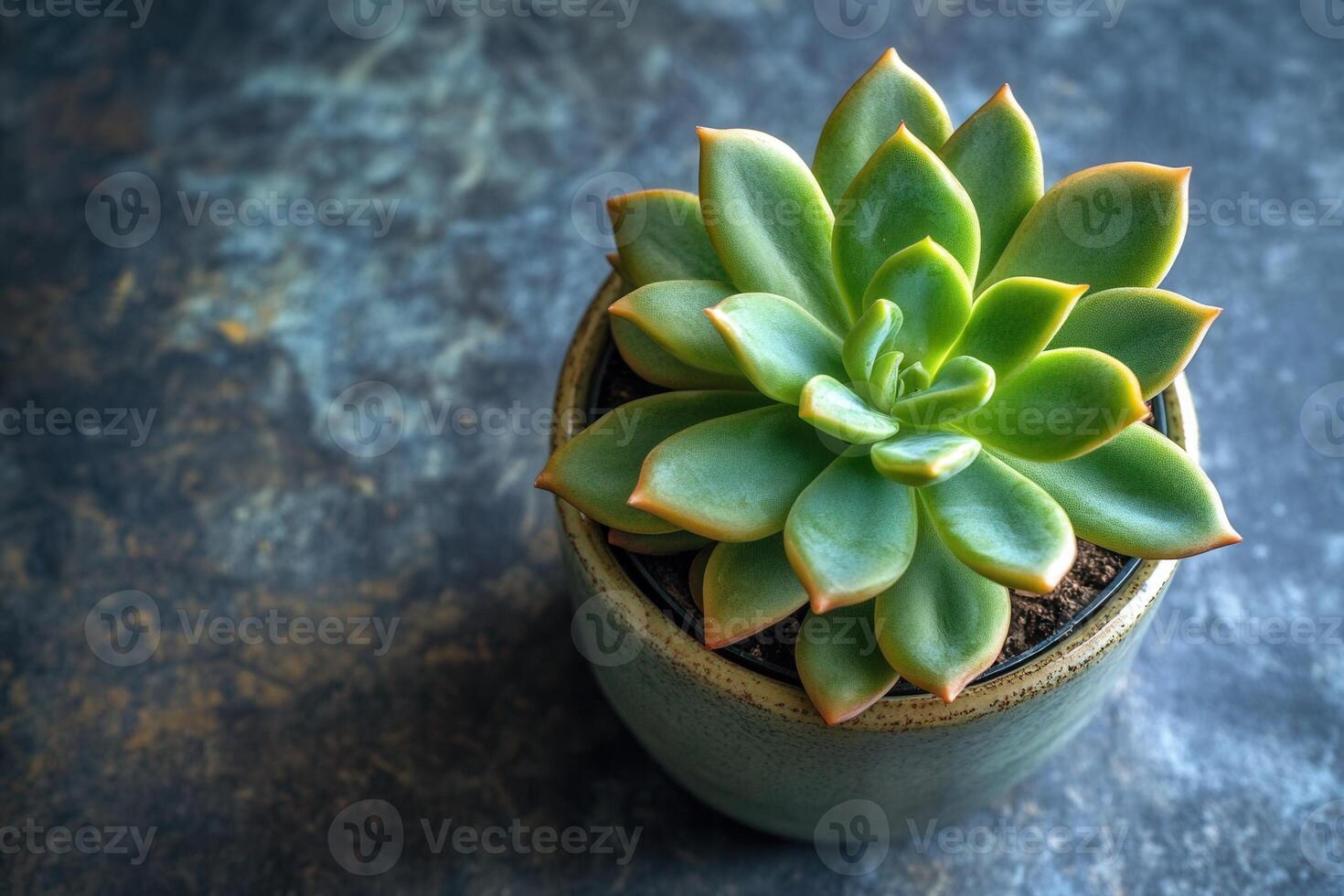 A succulent plant in a decorative pot on a textured surface. photo