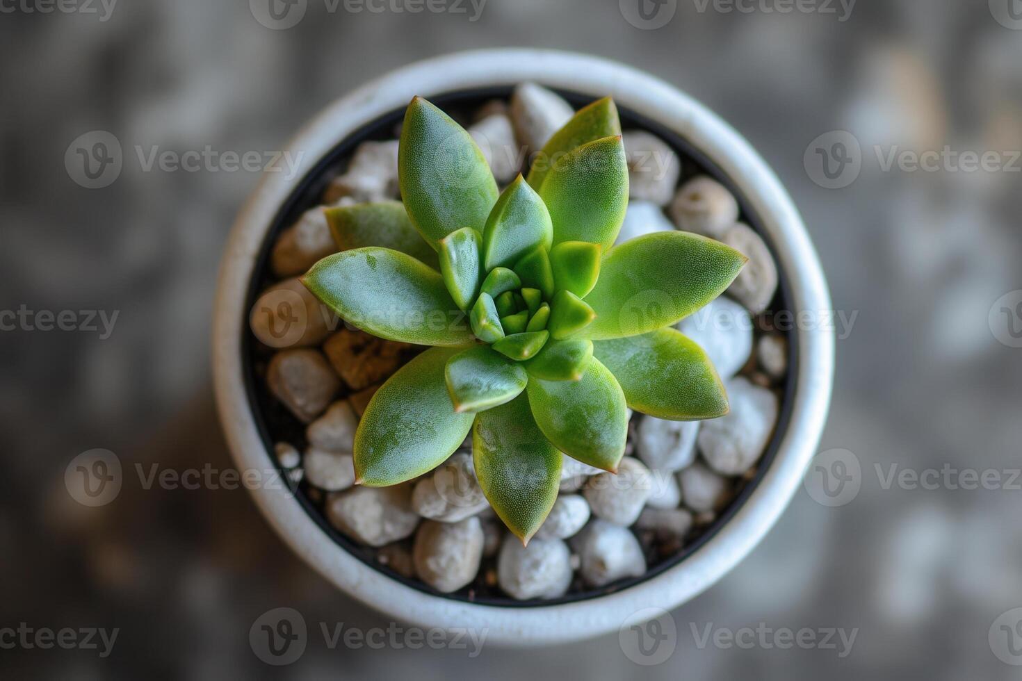 A succulent plant in a pot with decorative pebbles. photo