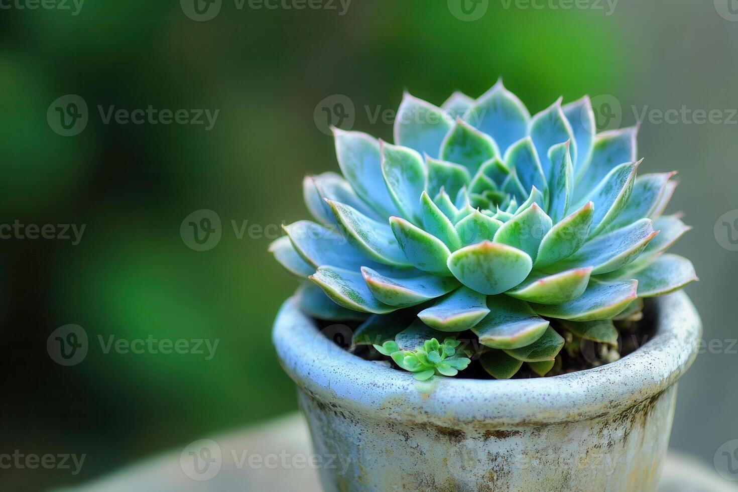 A succulent plant in a rustic pot with a blurred background. photo