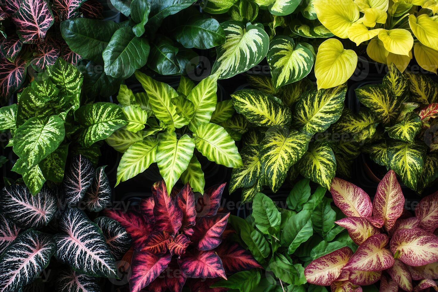 A vibrant array of various indoor plants displayed together. photo