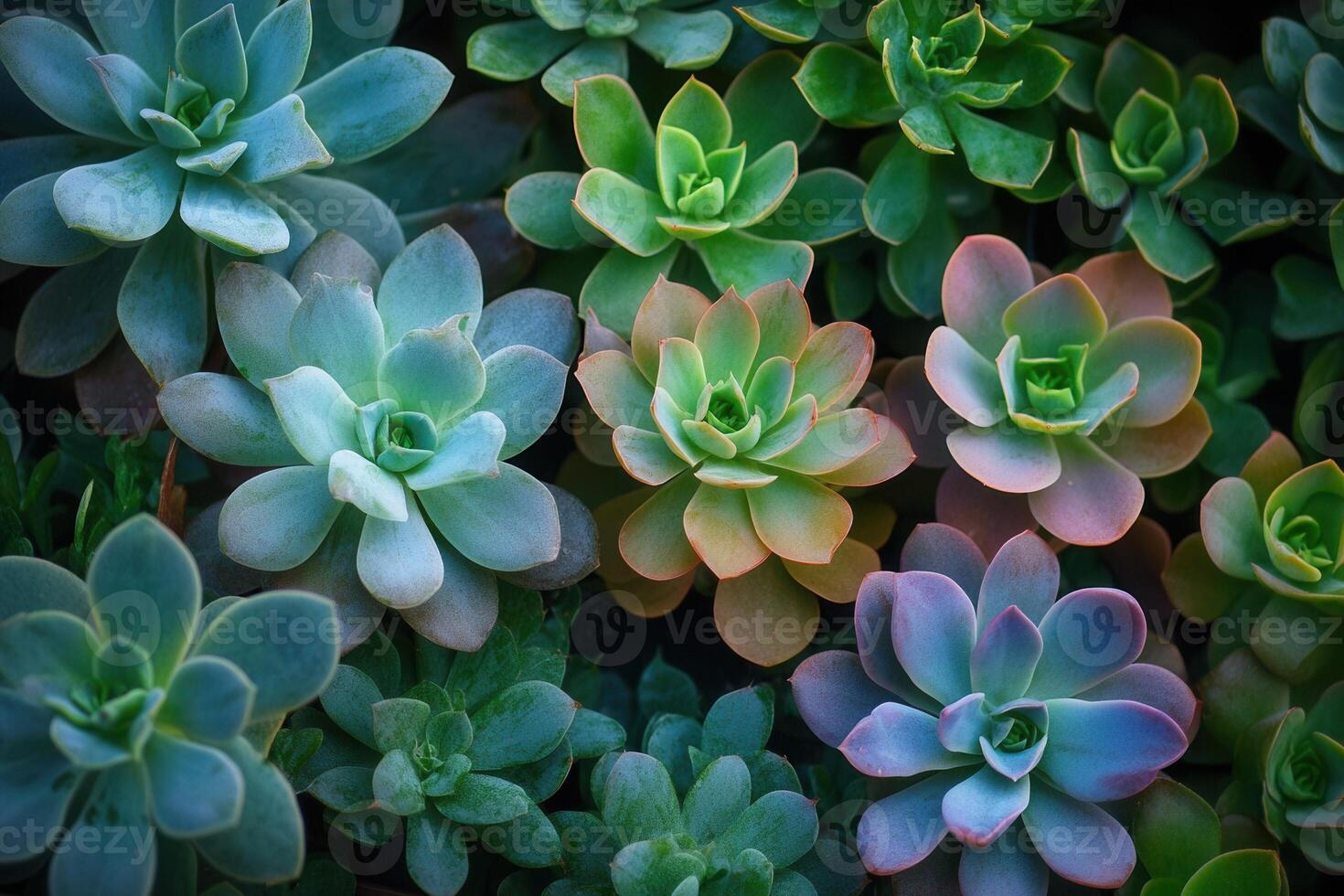 A vibrant assortment of succulents in various colors. photo