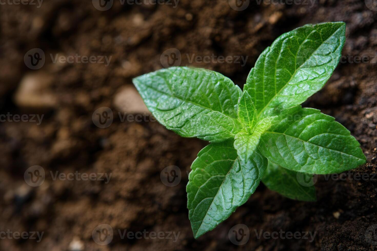 Close-up of a green plant sprouting from soil. photo