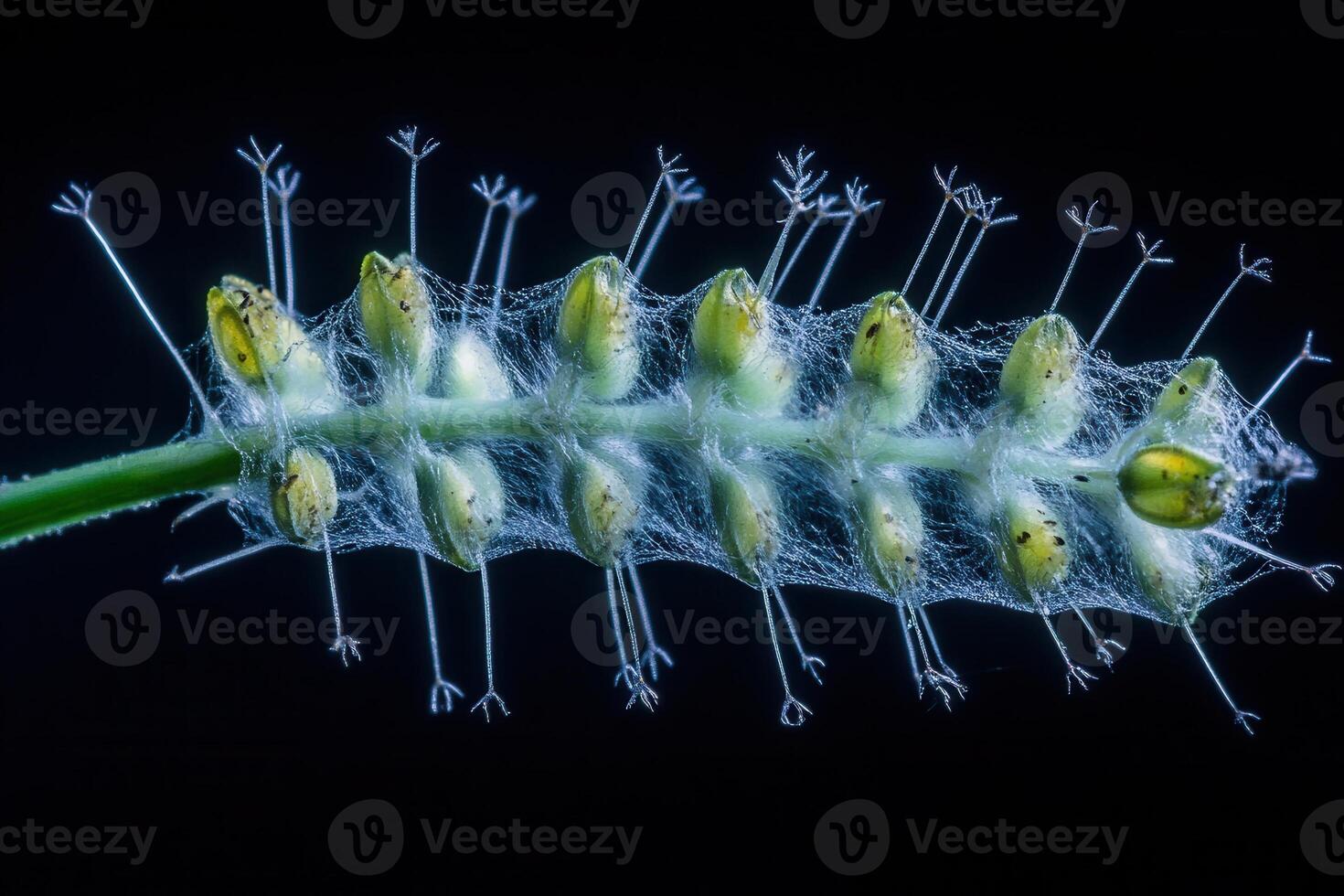 Close-up of a plant structure with intricate details. photo