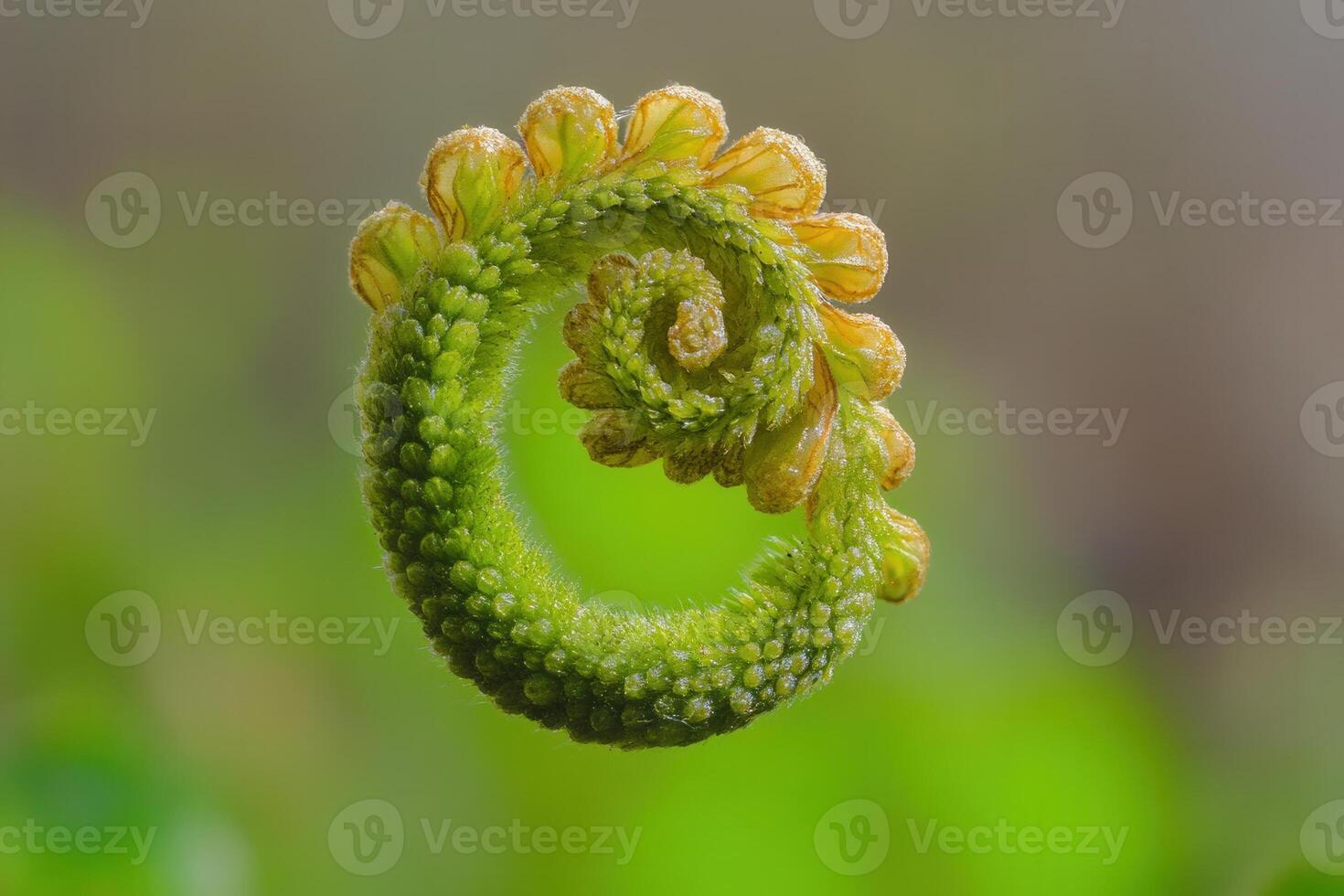 Close-up of a spiraled fern frond in nature. photo