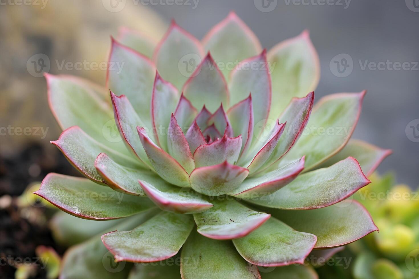 Close-up of a succulent plant with pink-tipped leaves. photo