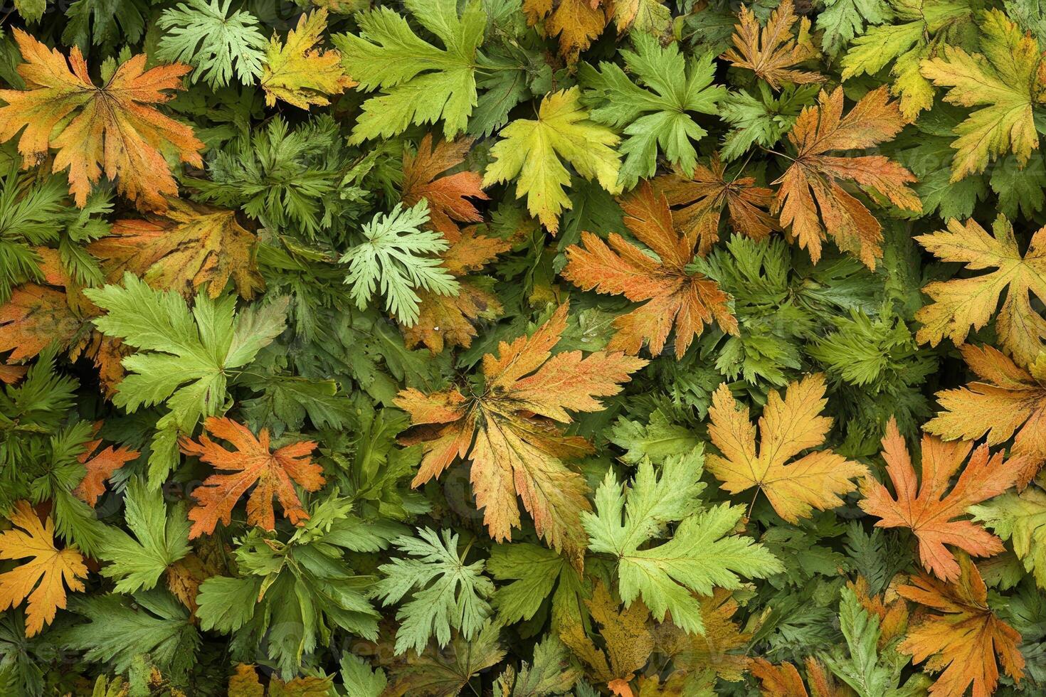 A vibrant mix of green and orange leaves on the ground. photo