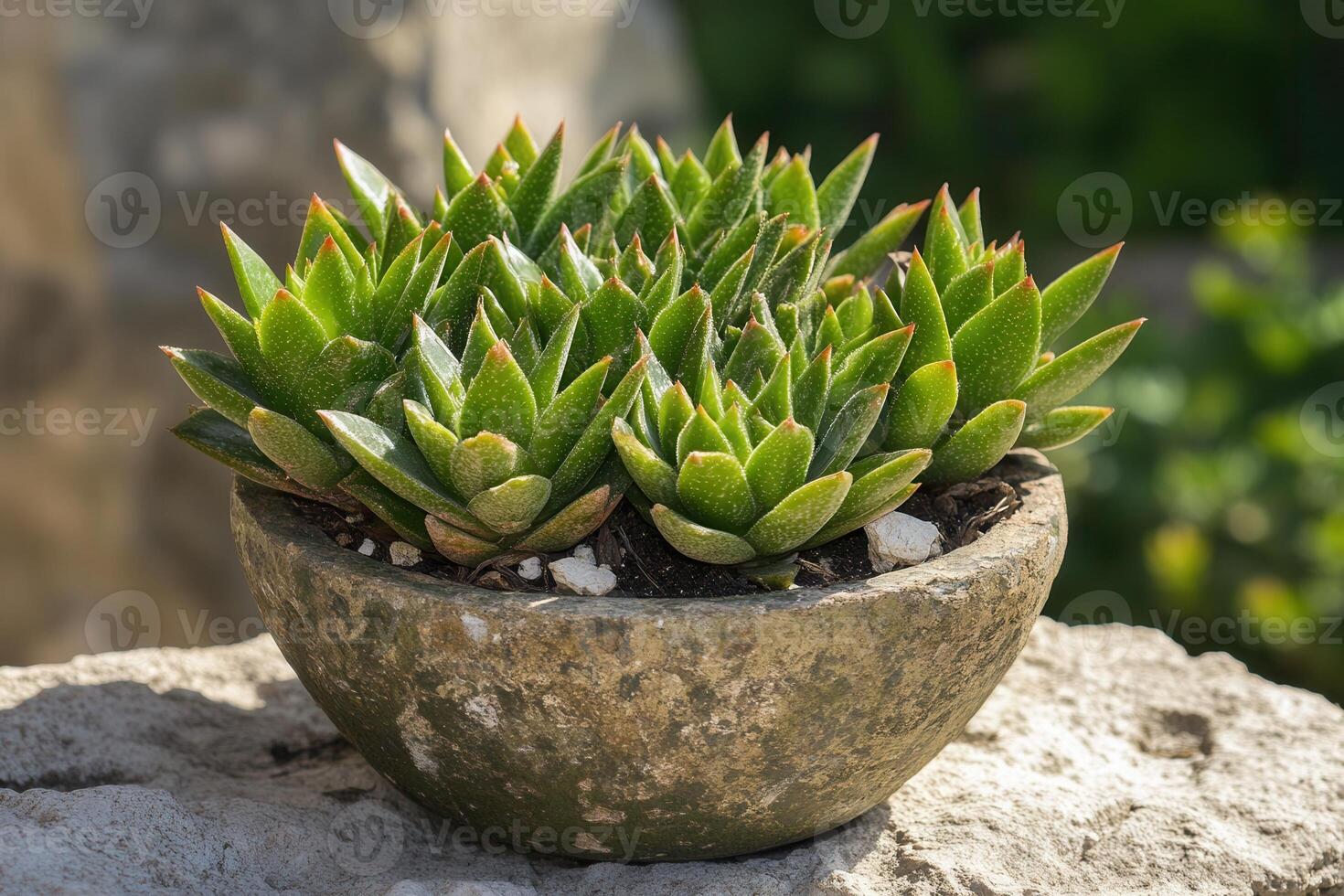 A vibrant succulent arrangement in a rustic pot. photo