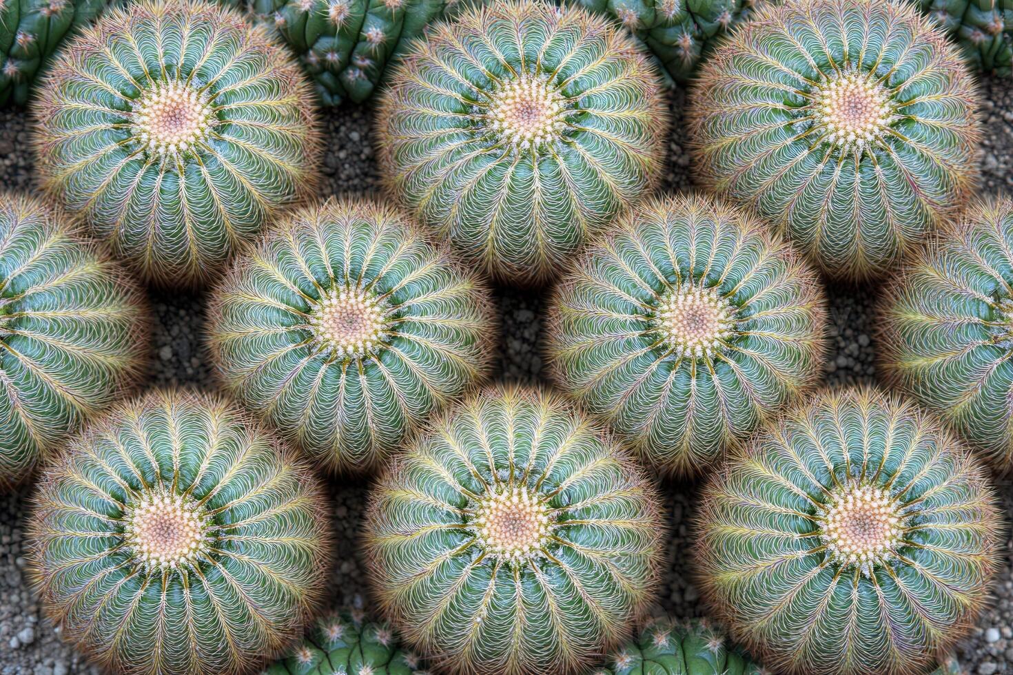 Aerial view of round cacti arranged in a pattern. photo